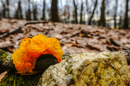 orange jelly hedgehog mushroom on a tree in the winter forest