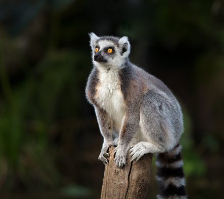 wild lemur