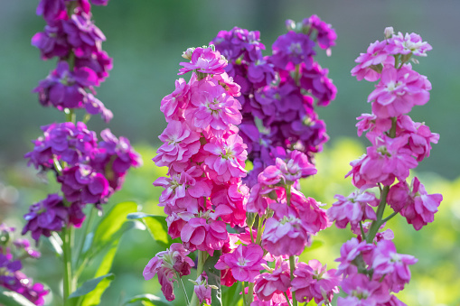 Stock blooms of purple and pink brighten a springtime flower bed.