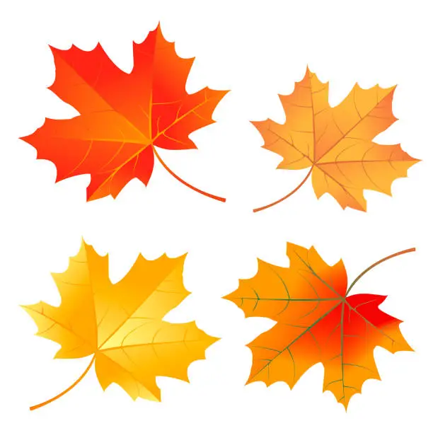 Vector illustration of Set of autumn maple leaves.