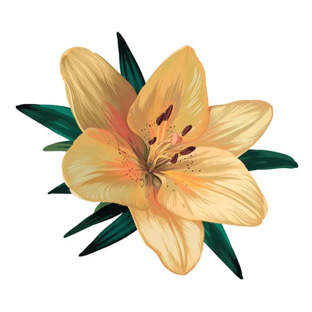 Vector illustration of yellow lily flower isolated on white background. realistic vector graphics