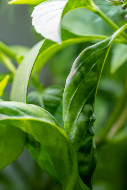 istock Macro Photograph of Thai Basil Plant 1471866849