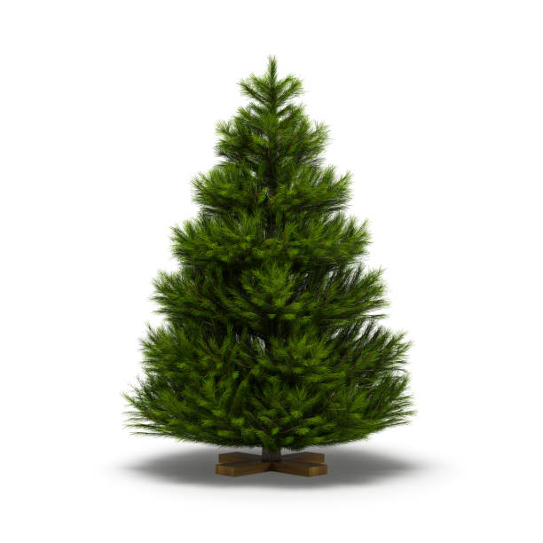istock Christmas trees undecorated isolated on white background 1471869008