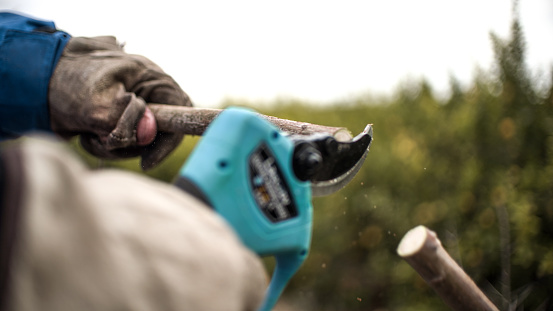 Farmer pruning trees with electric pruning shears branch cutter automatic with battery to easyprune branches of trees