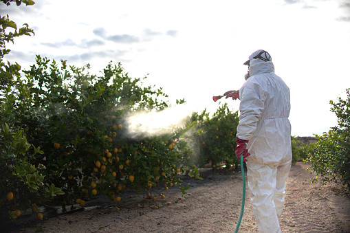 Spray ecological pesticide. Farmer fumigate in protective suit and mask lemon trees. Man spraying toxic pesticides, pesticide, insecticides