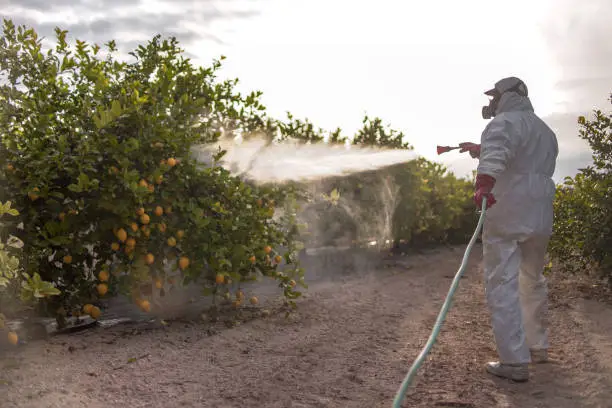 Spray ecological pesticide. Farmer fumigate in protective suit and mask lemon trees. Man spraying toxic pesticides, pesticide, insecticides