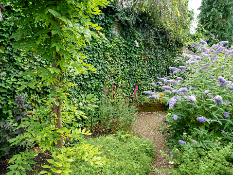 Small garden full of native plants like ivy, wisteria and gravel path in summer, Netherlands