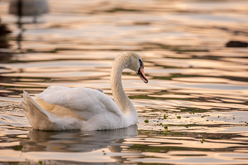 Swan in water. One mute swan swimming at sunset. Cygnus olor in Lake Geneva.