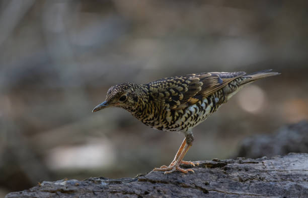 istock White's Thrush (Zoothera aurea) in the forest animal portrait. 1471874032