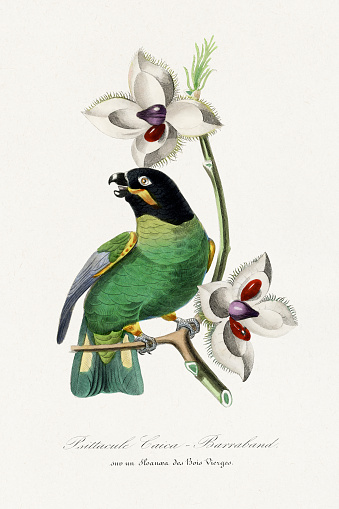 istock Bird illustration. Barraband parrot 1471874066