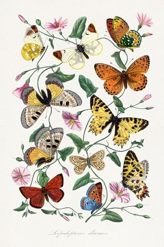 Beautiful  flower, butterfly and bird illustrations by Paul Gervais (French 19th century naturalist illustrator)
