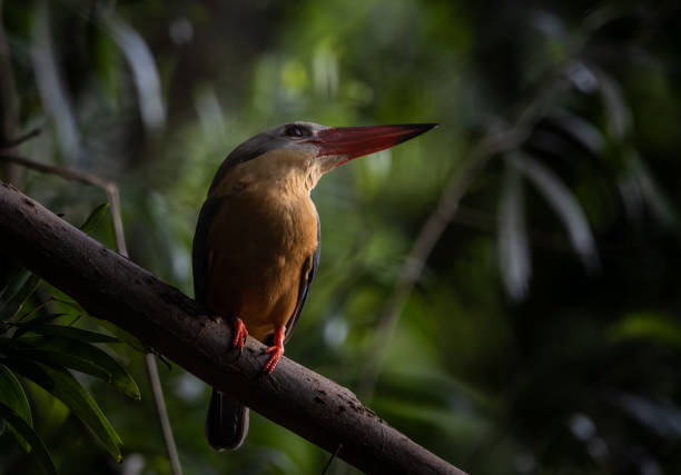 istock Stork-billed Kingfisher on the branch tree. 1471874599