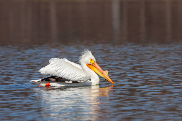 Under a watchful eye, a pelican swims across the blue ripples of a tannin stained lake.