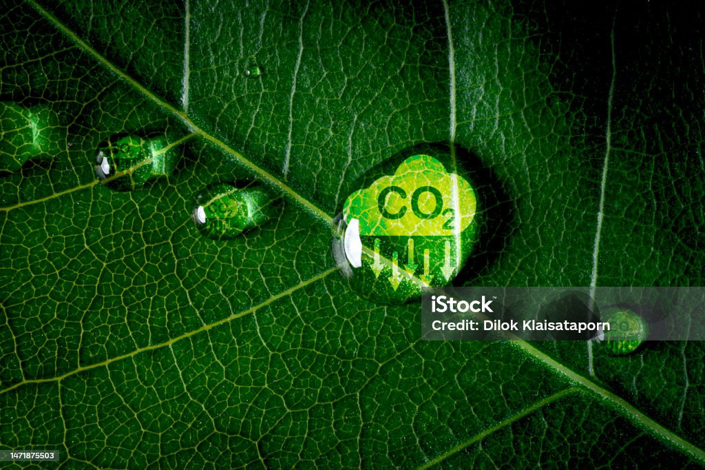 CO2 reducing icon on green leaf with water droplet for decrease CO2 , carbon footprint and carbon credit to limit global warming from climate change, Bio Circular Green Economy concept. - Royalty-free Koolstofdioxide Stockfoto CO2 reducing icon on green leaf with water droplet for decrease CO2 , carbon footprint and carbon credit to limit global warming from climate change, Bio Circular Green Economy concept. - Royalty-free Koolstofdioxide Stockfoto