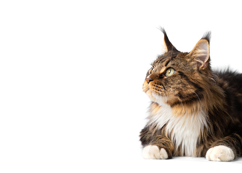 Adult purebred Maine Coon cat lies on a white background. Advertisement for cat food. Large fluffy thoroughbred cat isolated.