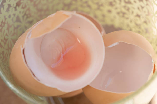 istock Pseudonoma aeruginosa on Hen eggs - not edible egg 1471877969