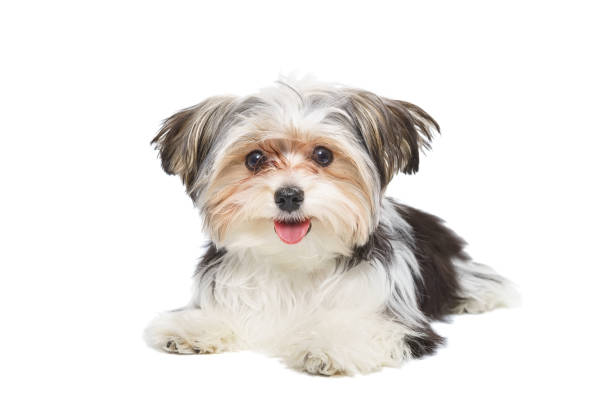 istock Puppy Maltese lapdog isolated on white background. 1471877979