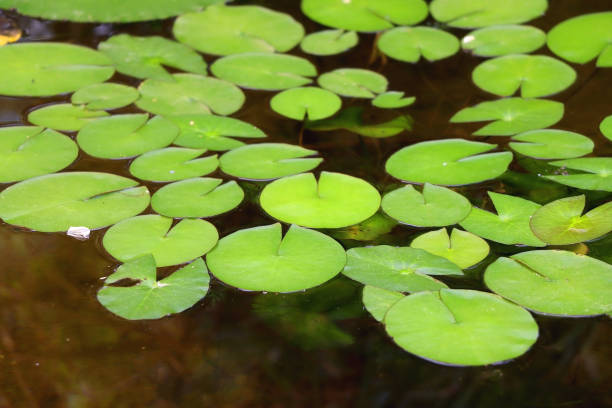 istock Greenhouse Plants 1471878002