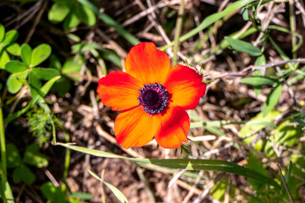 Red wild anemone flowers among green grass close up