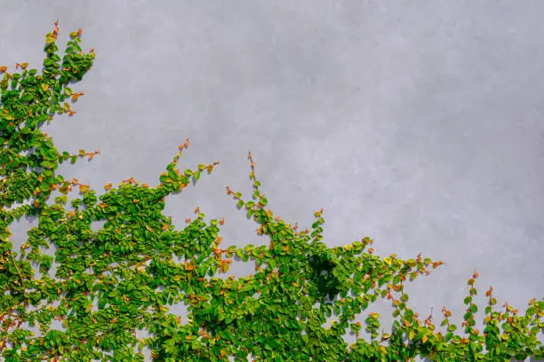 Green creeper plant are growing on loft concrete wall background, Exterior wall decoration with ivy plant