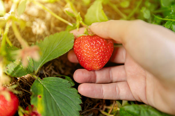 Gardening and agriculture concept. Woman farm worker hand harvesting red ripe strawberry in garden. Woman picking strawberries berry fruit in field farm. Eco healthy organic home grown food concept concepto de jardinería y agricultura. mujer trabajadora agrícola cosechando a mano fresa roja madura en el jardín. mujer recogiendo fresas bayas en la granja de campo. concepto de comida ecológica ecológica y ecológica de cosecha propia.