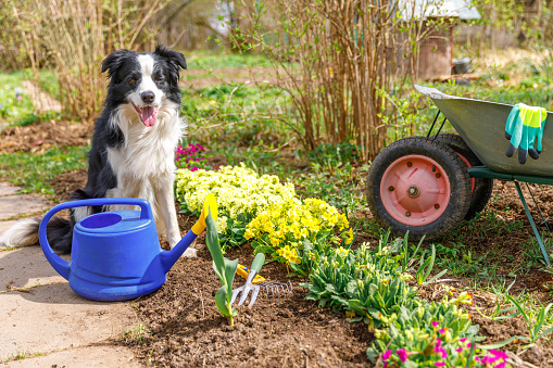 Outdoor portrait of cute dog border collie with watering can and garden cart in garden background. Funny puppy dog as gardener fetching watering can for irrigation. Gardening and agriculture concept