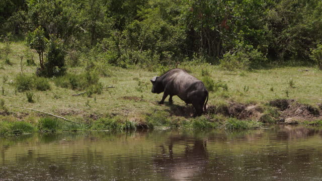 Strong African buffalo standing in water eating and coming ashore.