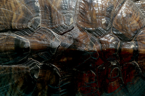 Part of tortoise body part