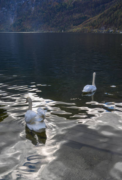 istock Beautiful swan on the pond in spring time 1471884557