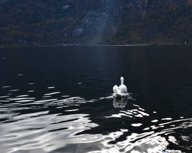 istock Beautiful swan on the pond in spring time 1471884614