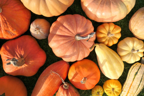 istock Various pumpkins and squashes in autumn sunlight. 1471884757