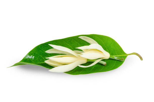 The Champee Thai Flowers with green leaf isolated on white backgrounds Champee Thai Flowers with green leaf isolated on white backgrounds champak stock pictures, royalty-free photos & images