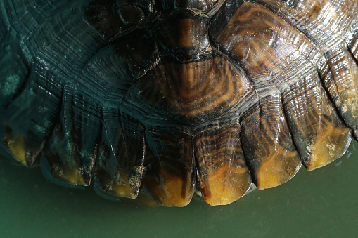 Part of tortoise