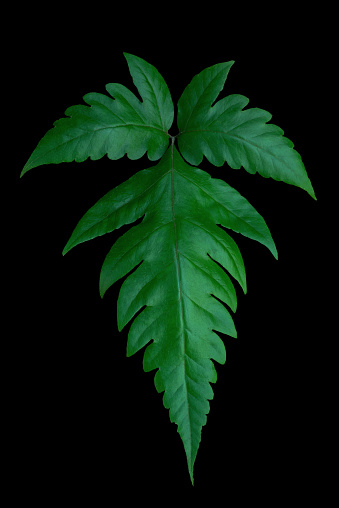 group of green leaves on a black background.clipping path