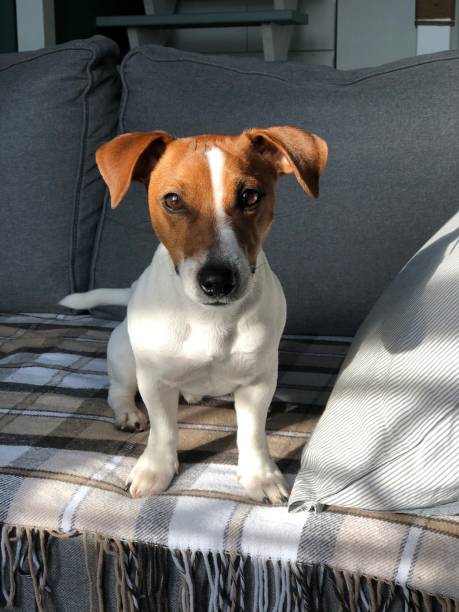 adorable chien jack russell terrier regardant à huis clos et assis sur un canapé à la maison - irish terrier terrier dog puppy photos et images de collection