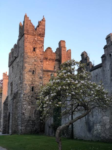 Beautiful irish Medieval Howth Castle with magnolia tree at sunset, county Dublin, Ireland