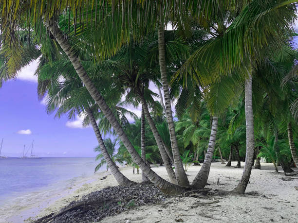 istock Tropical seascape with sandy beach, beautiful palms, nobody, empty paradise beach 1471887589