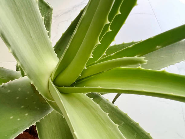 istock Scarlet flower green cactus. decorative plant 1471887599