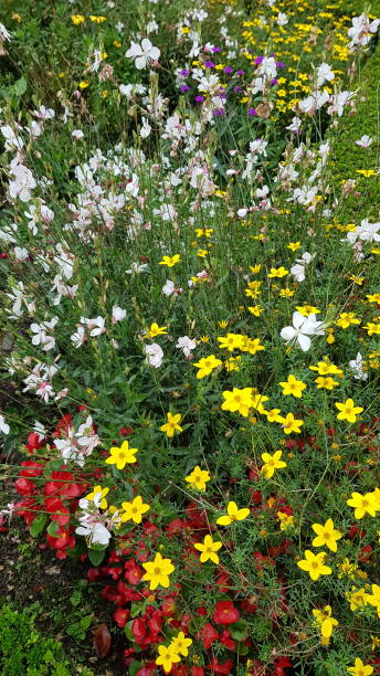 A lot of red, yellow and white flowers