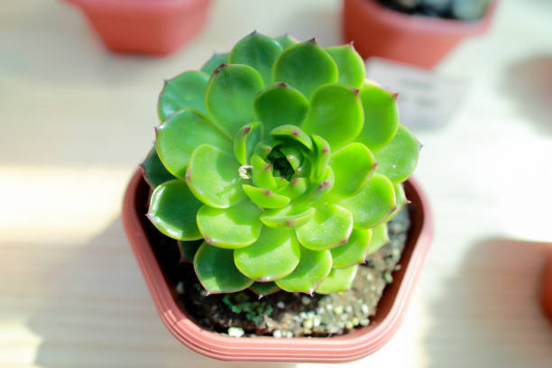 Potted succulents viewed from directly above