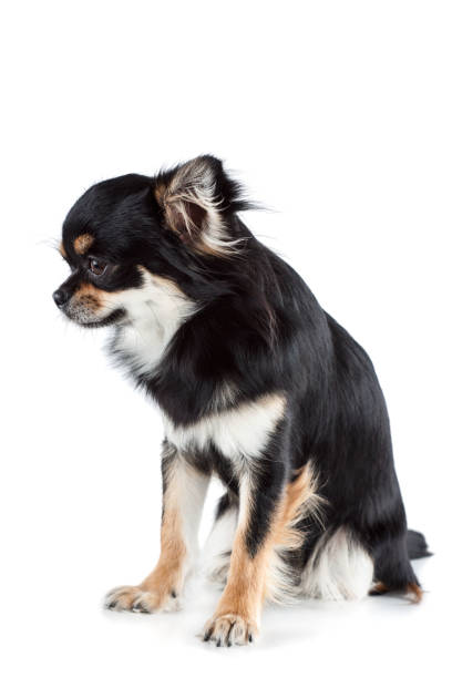 istock Cute chihuahua isolated on white background 1471889753
