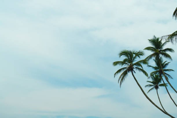 istock Palm trees on the background of the sky with white clouds 1471890764