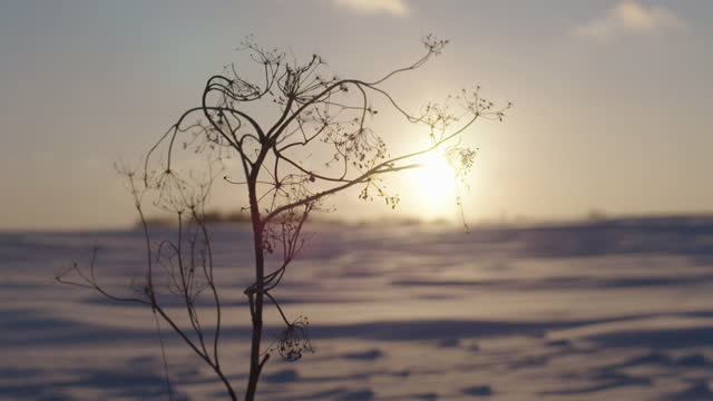 A dead flower bush in a frozen landscape