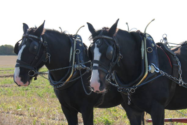 Working Shire Horses. stock photo