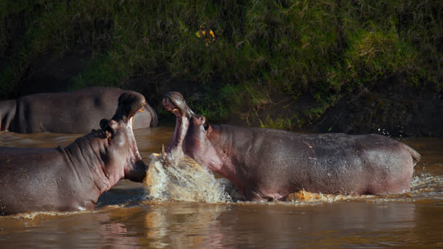 Hippos battle for dominance in a waterhole in river on sunny nature reserve
