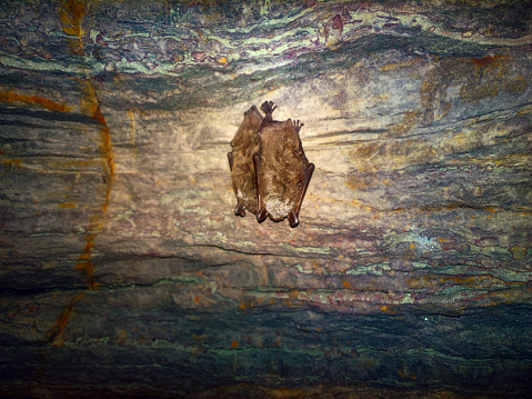 Bats as inhabitants of caves and dungeons. Pond bat (Myotis dasycneme) is sleeping, In North hibernation in winter in groups