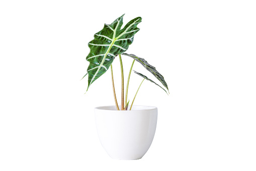 Alocasia sanderiana Bull or Alocasia Plant in white ceramic pot on white background with clipping path. Alocasia sanderiana bull with large green leaves air purifier plant indoor, living room, PNG File