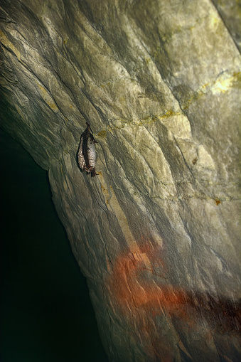 Daubenton's Bat (Myotis daubentoni), water bat hibernate in mine tunnel over stream. Fur covered with large drops of dew, condensation of water vapor