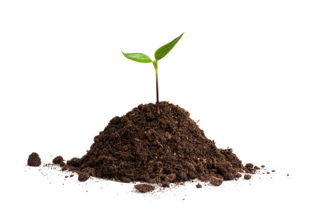 Little green plant sprouting from the soil heap Young bell pepper seedling growing on the ground isolated on white background Peat stock pictures, royalty-free photos & images