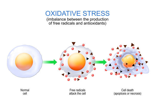 ilustraciones, imágenes clip art, dibujos animados e iconos de stock de estrés oxidativo. radicales libres y antioxidantes. - antioxidant